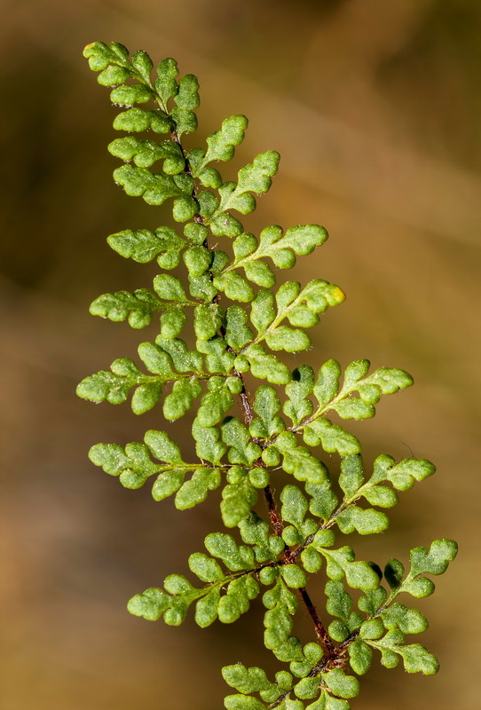 Cheilanthes acrostica.04