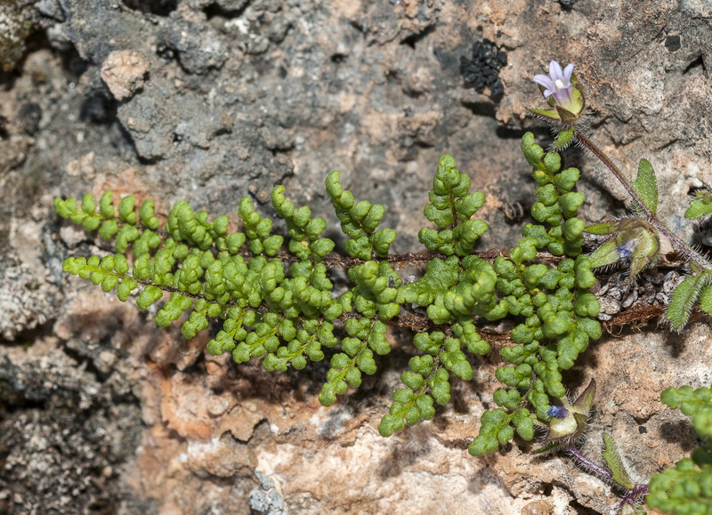 Cheilanthes acrostica.06