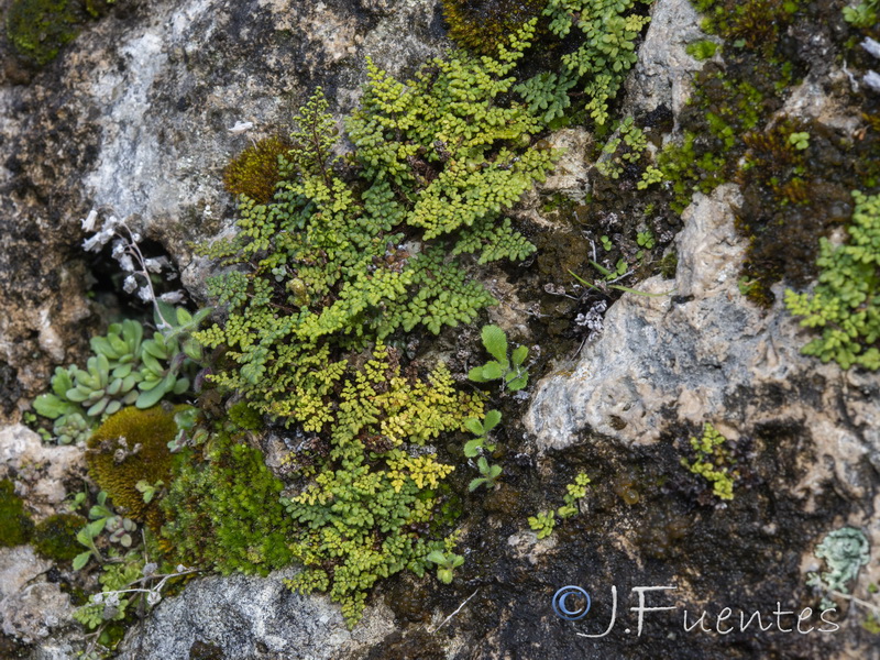 Cheilanthes acrostica.07