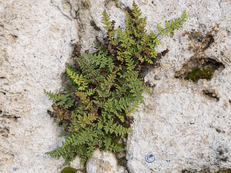 Cheilanthes acrostica.09