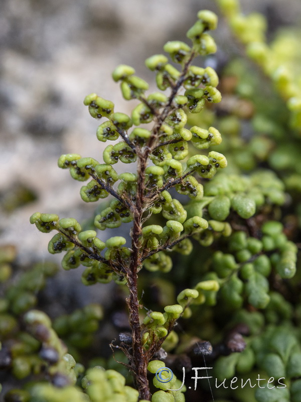 Cheilanthes acrostica.12