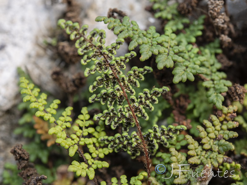 Cheilanthes acrostica.13