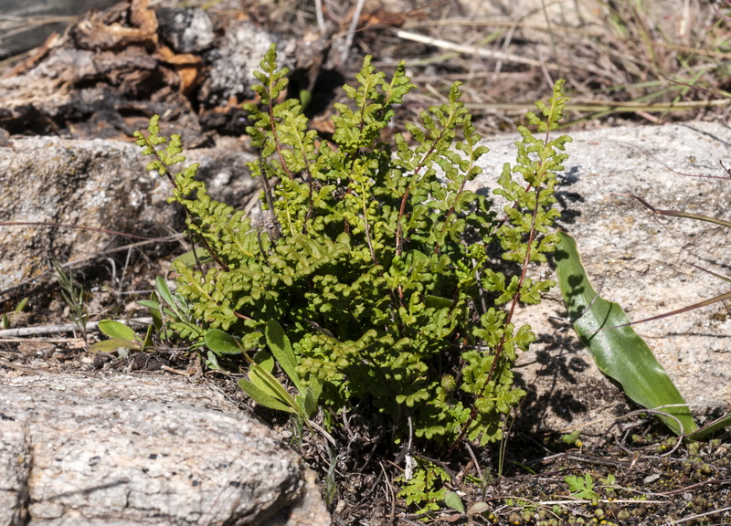 Cheilanthes maderensis.01