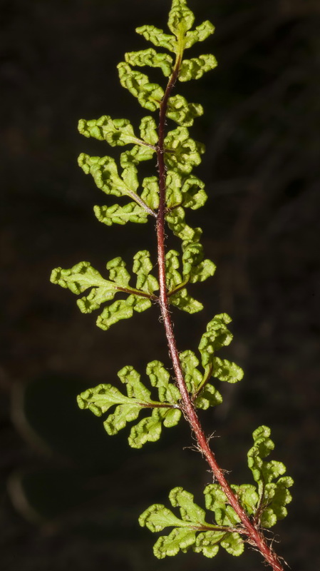 Cheilanthes maderensis.02