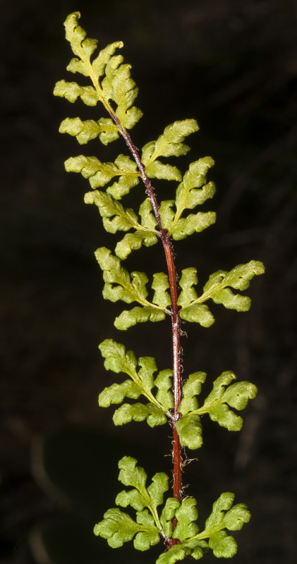 Cheilanthes maderensis.03