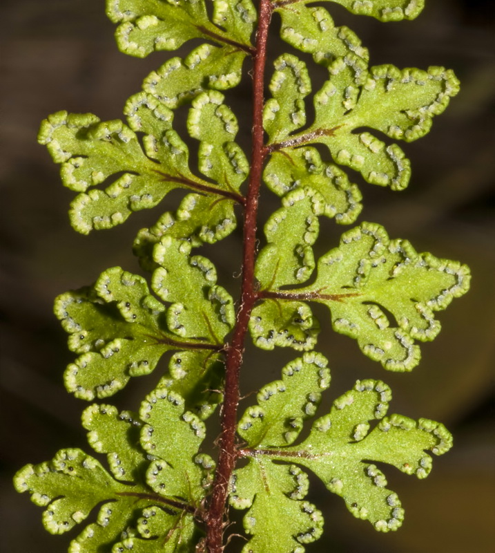 Cheilanthes maderensis.04