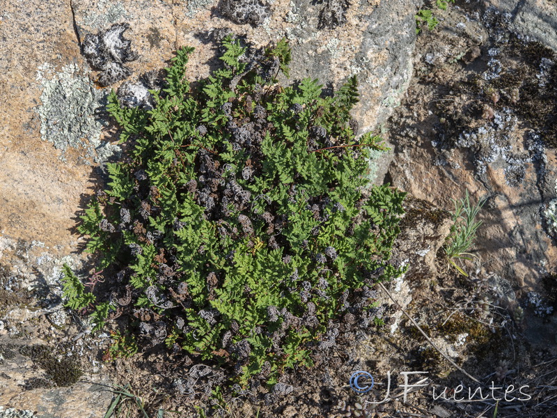 Cheilanthes maderensis.05