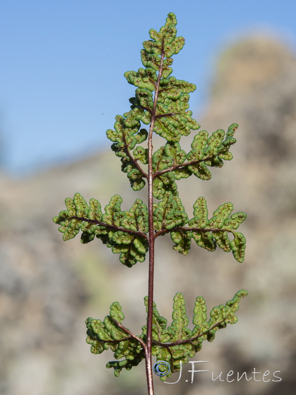 Cheilanthes maderensis.06