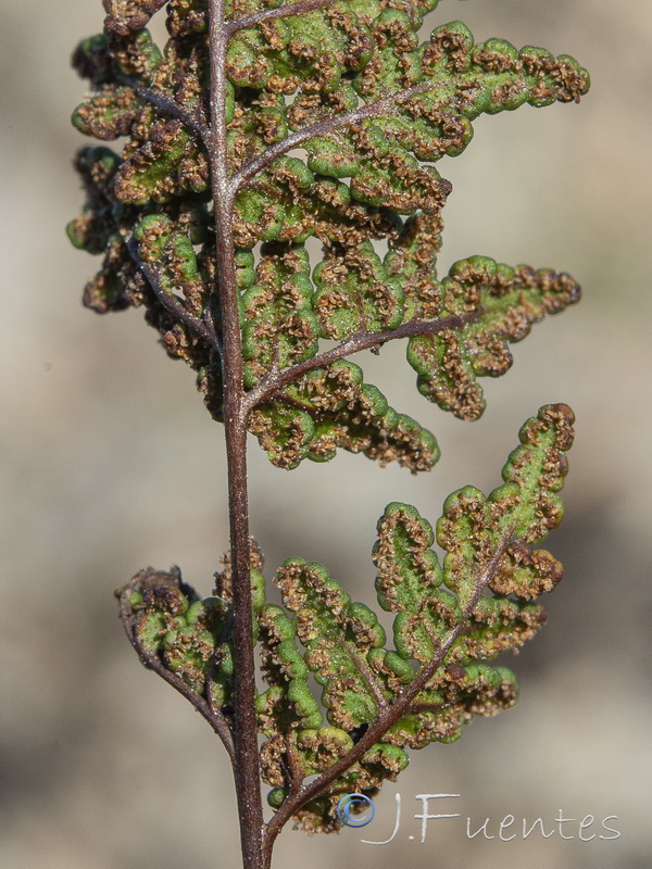 Cheilanthes maderensis.08