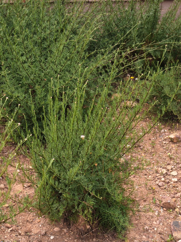 Cheirolophus intybaceus.01