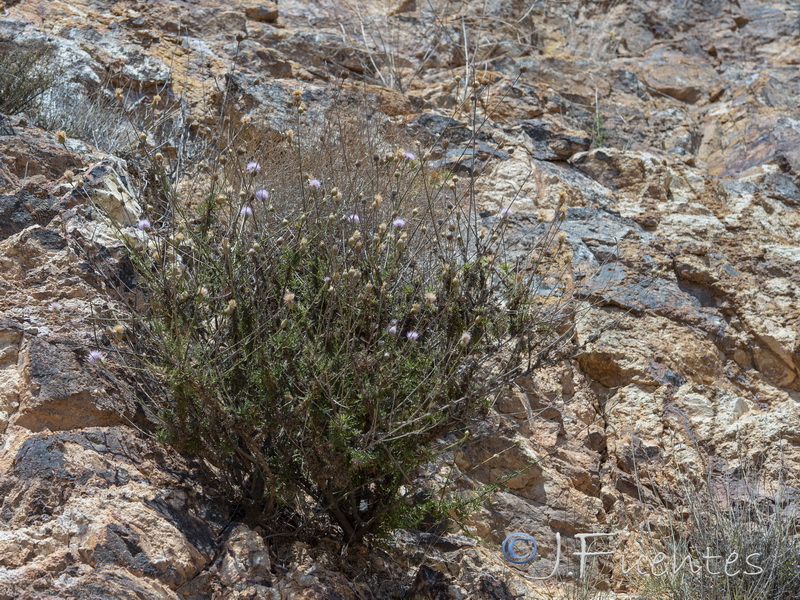 Cheirolophus intybaceus.09