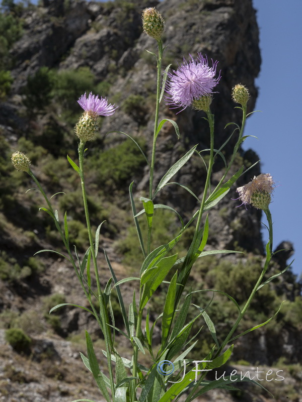 Cheirolophus sempervirens.01