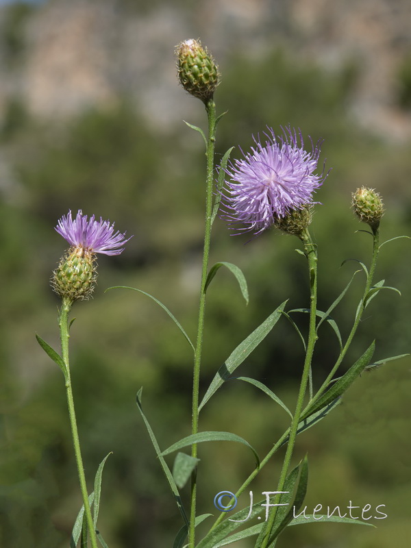 Cheirolophus sempervirens