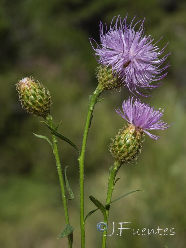 Cheirolophus sempervirens.04