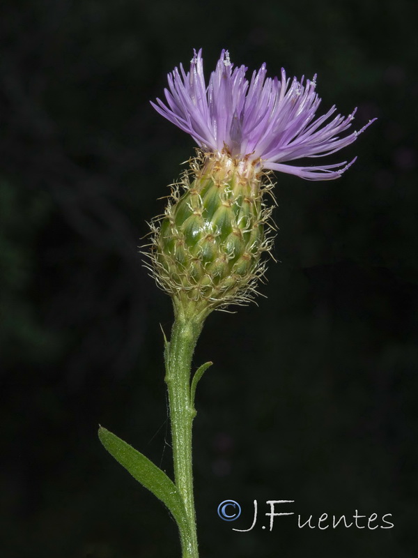 Cheirolophus sempervirens.06