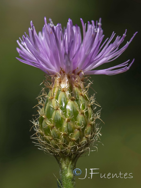Cheirolophus sempervirens.07