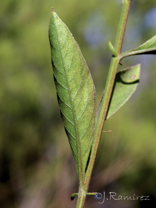 Cheirolophus sempervirens.11