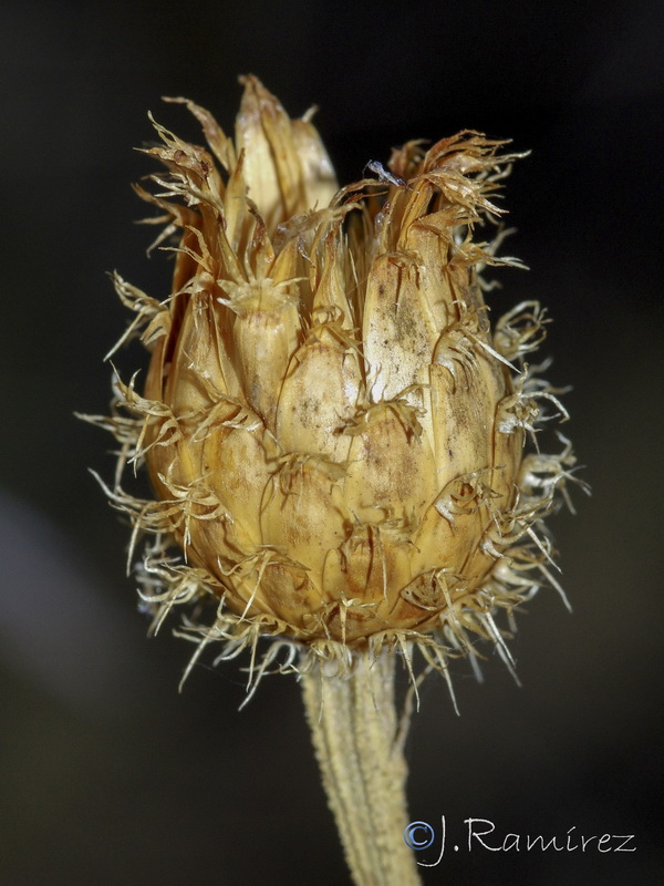 Cheirolophus sempervirens.12