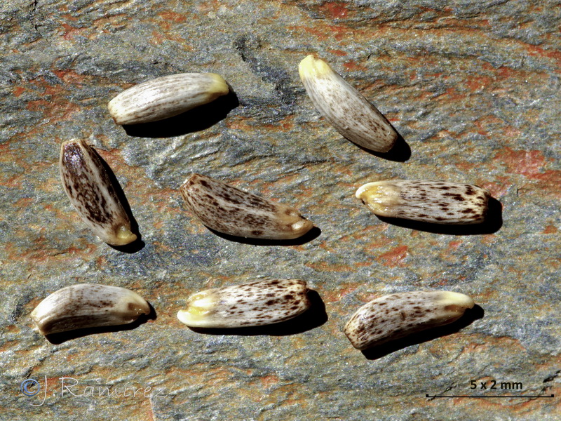 Cheirolophus sempervirens.13