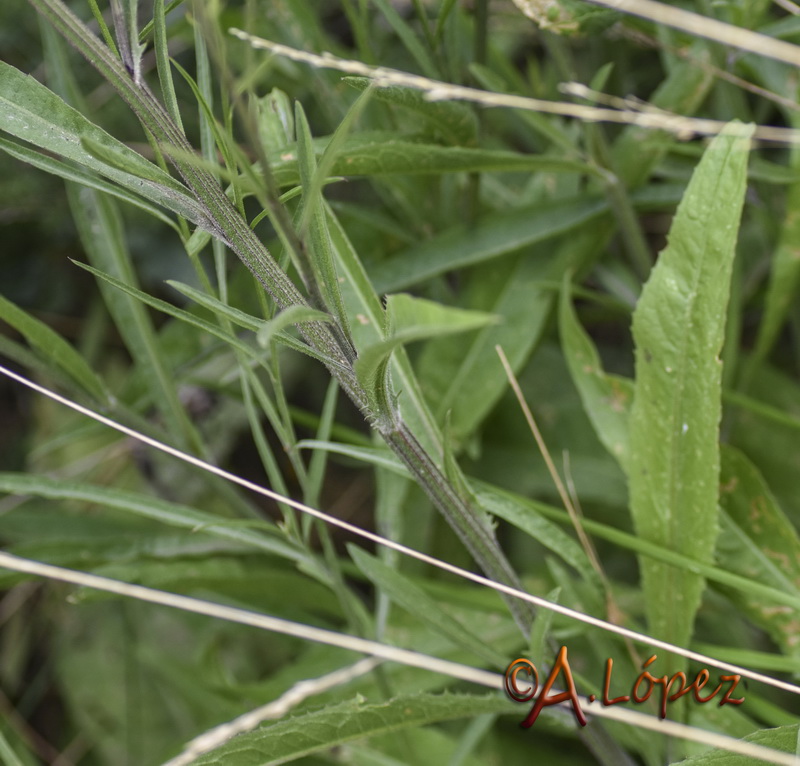 Cheirolophus uliginosus.03