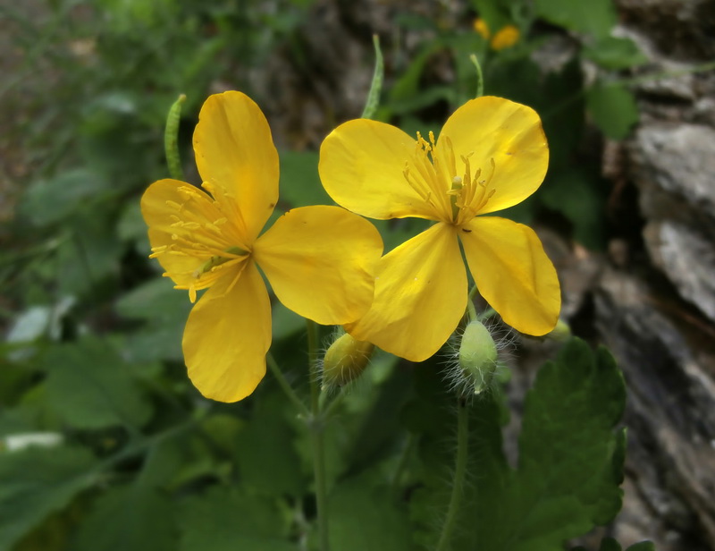 Chelidonium majus.01