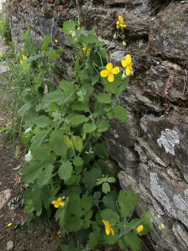 Chelidonium majus.02