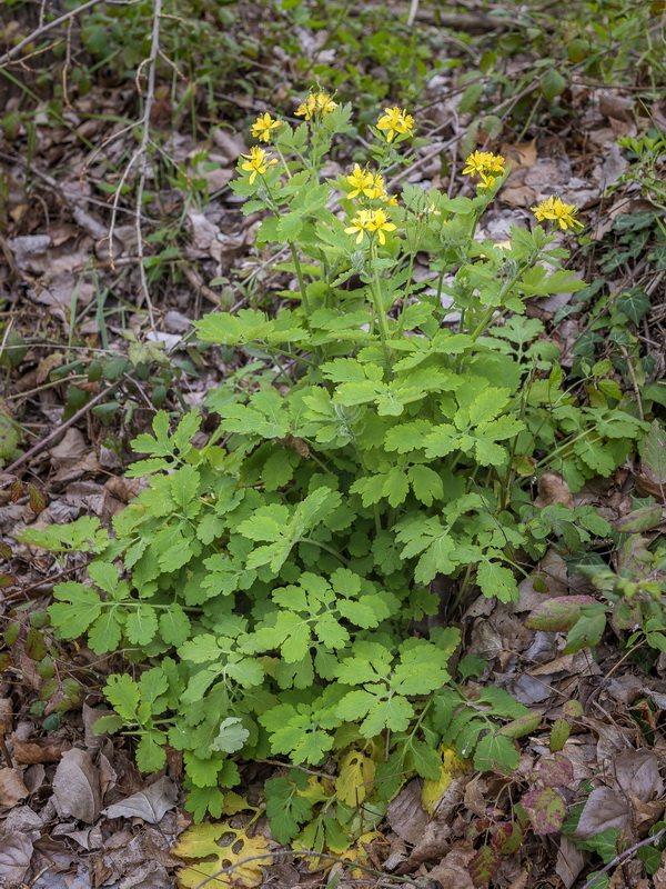 Chelidonium majus.03