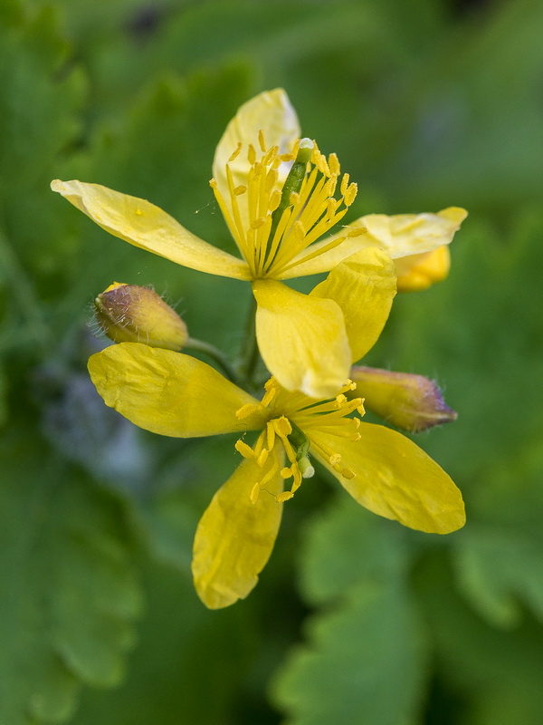 Chelidonium majus.07