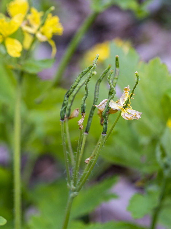 Chelidonium majus.15