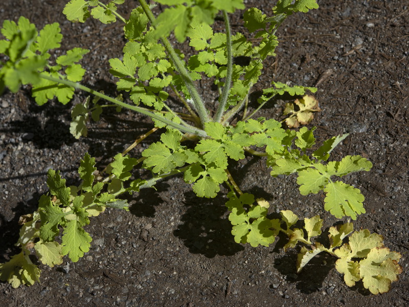 Chelidonium majus.16