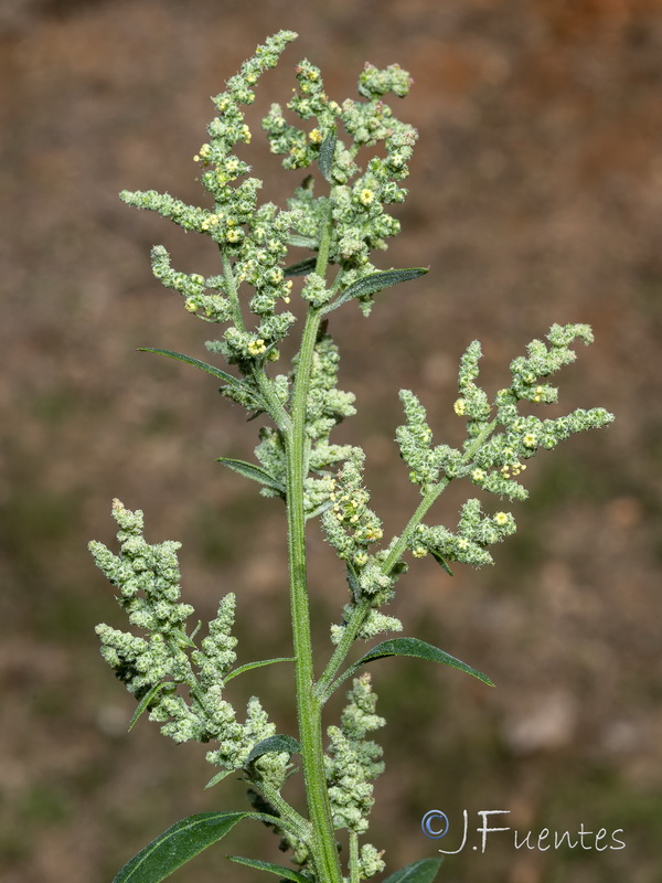Chenopodium album.06