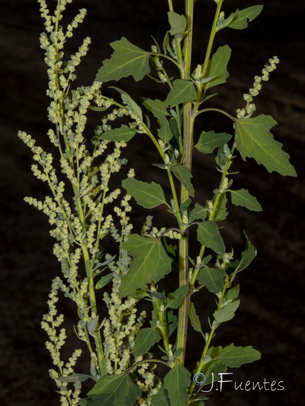 Chenopodium album.13