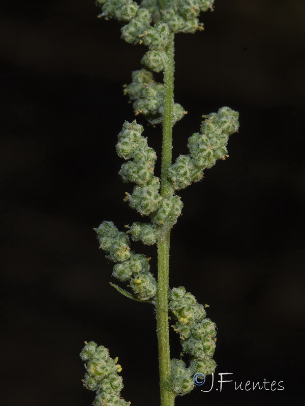 Chenopodium album.14