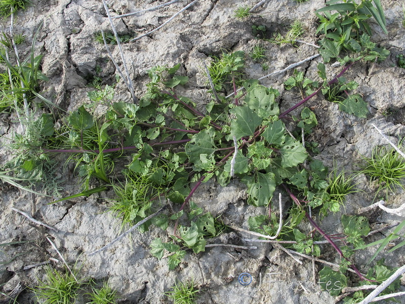 Chenopodium chenopodioides.01