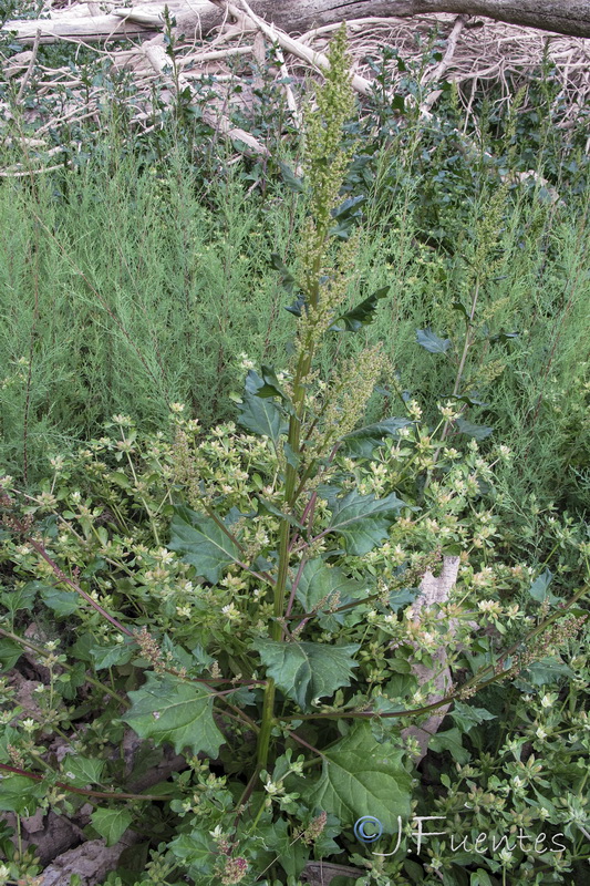 Chenopodium chenopodioides.02