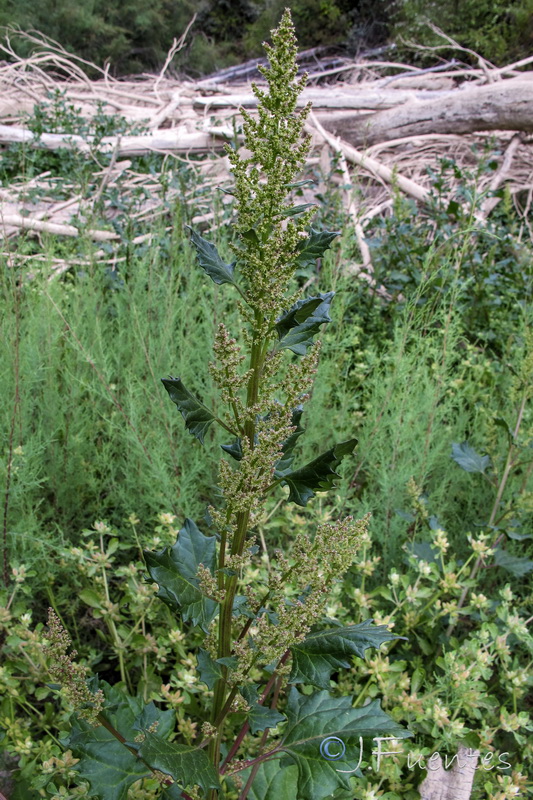 Chenopodium chenopodioides.03