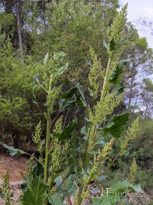 Chenopodium chenopodioides.04