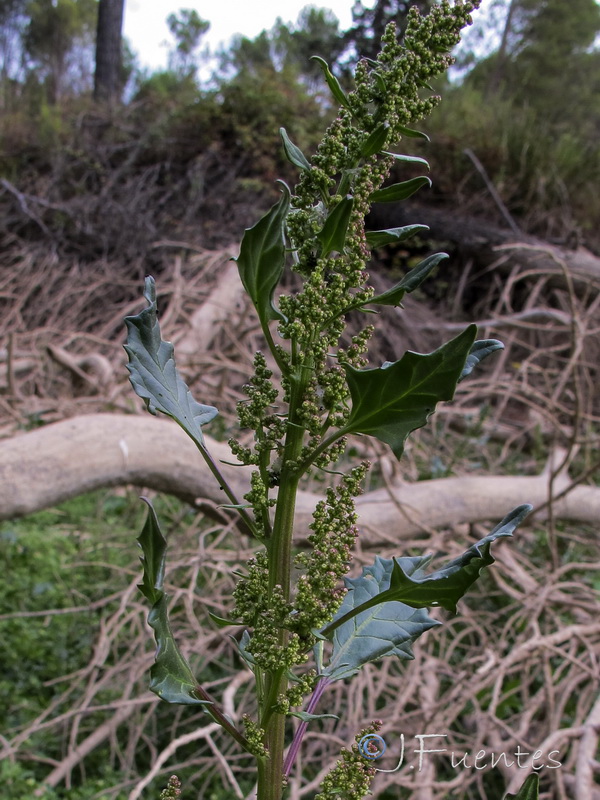 Chenopodium chenopodioides.04