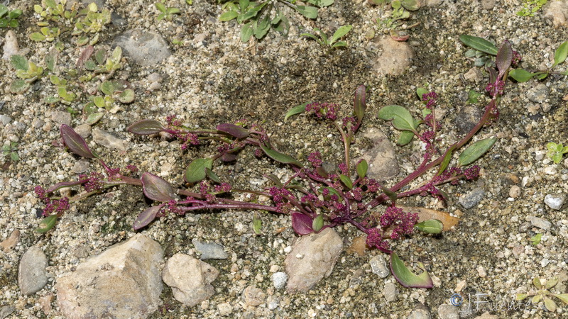 Chenopodium chenopodioides.06