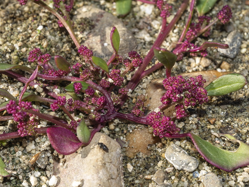 Chenopodium chenopodioides.07