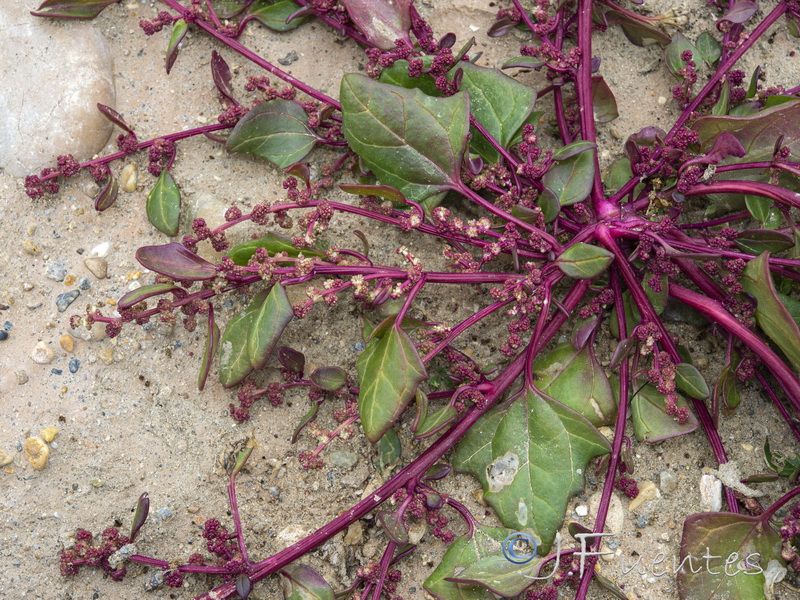 Chenopodium chenopodioides.10