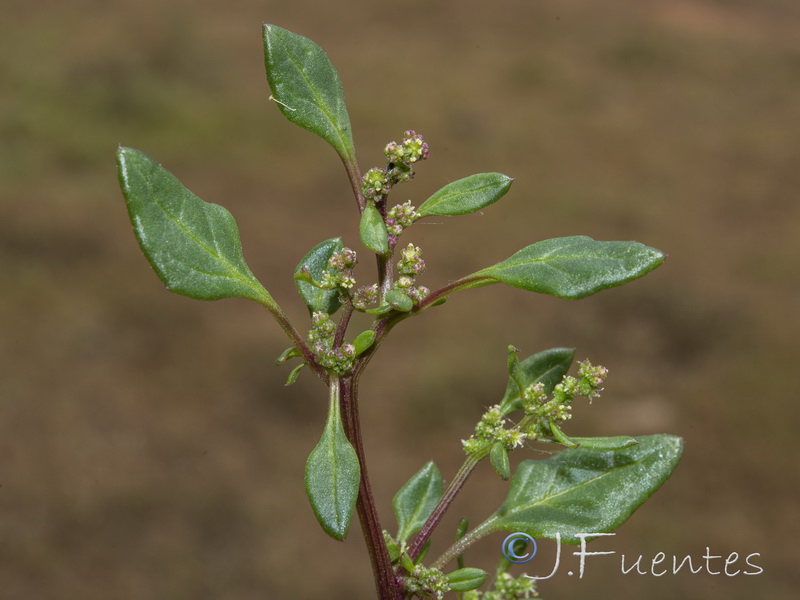 Chenopodium chenopodioides.13