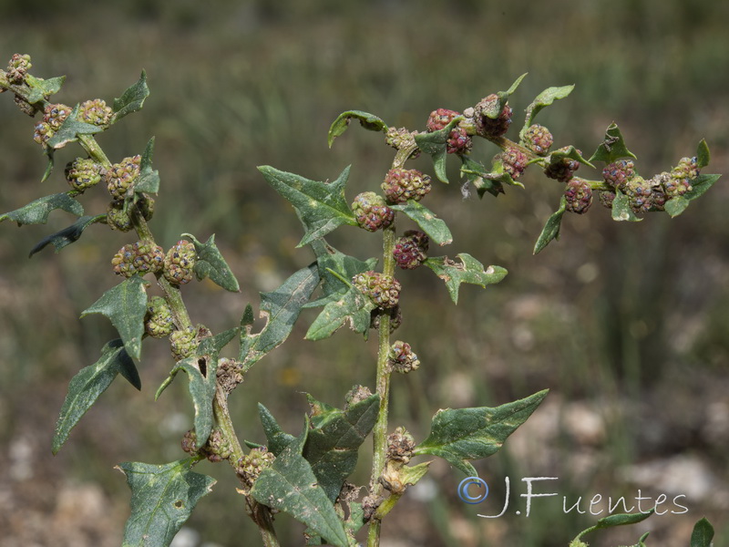 Chenopodium exsuccum.01