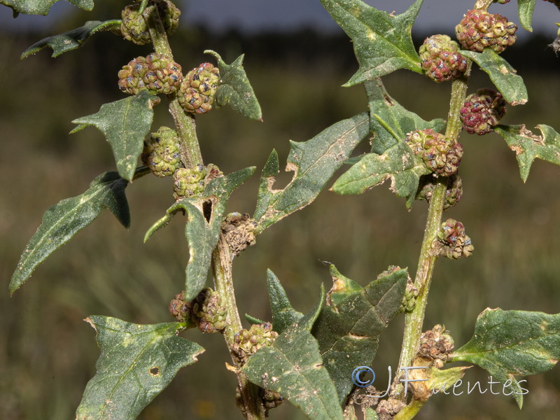 Chenopodium exsuccum.02