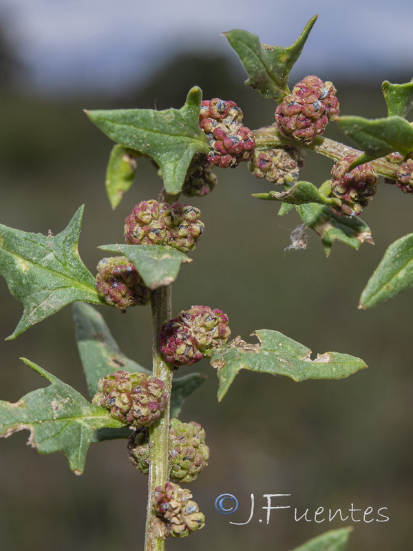 Chenopodium exsuccum.03