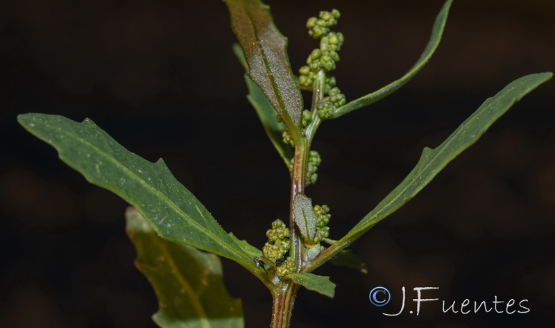 Chenopodium glaucum.08