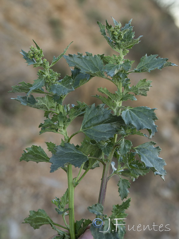 Chenopodium murale.19