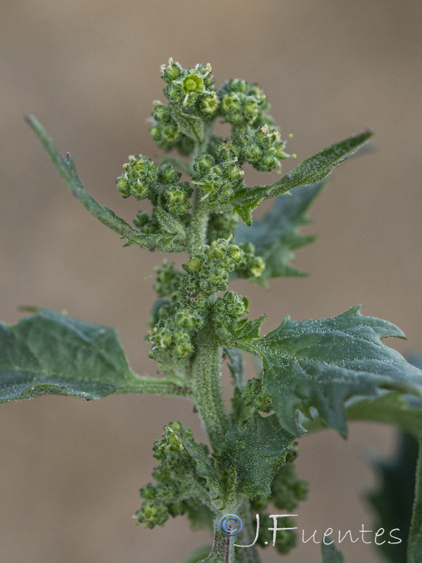 Chenopodium murale.20