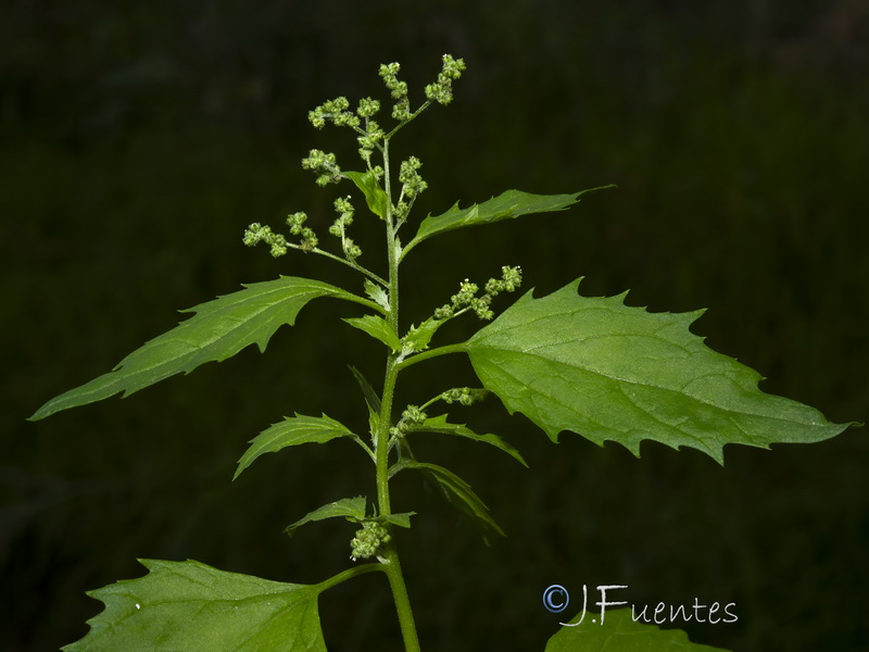Chenopodium murale.28