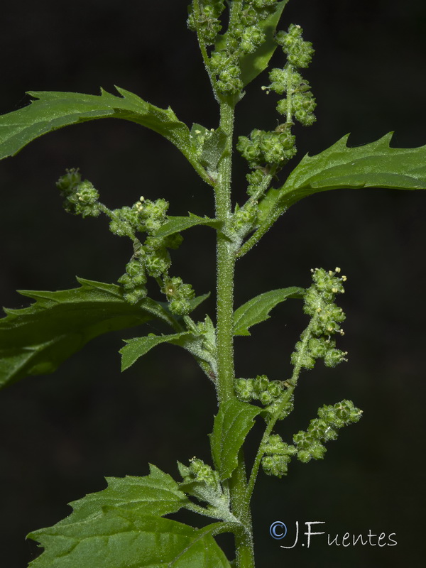 Chenopodium murale.30